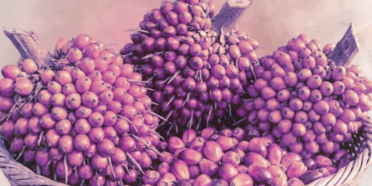 O óleo de batana para o crescimento: Top 10 Dicas