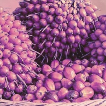 O óleo de batana para o crescimento: Top 10 Dicas